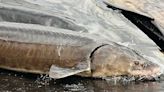 MN Daily Update: Lake sturgeon don't need protections on Endangered Species List - Outdoor News