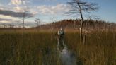 Things to do: Summer is a great time for a swamp hike in Collier County. What to know