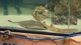 Pregnant stingray with no male companion now has ‘reproductive disease,’ North Carolina aquarium says