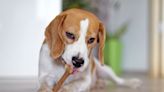 Is Rawhide Bad For Dogs? How to Decide If This Treat Is Right for Your Pup