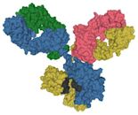 Immunoglobulin G