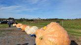 It's the Atlantic Canadian giant pumpkin growers, Charlie Brown