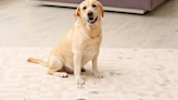 Video of Muddy Golden Retriever Using Family’s Couch to Clean off Goes Viral