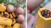 A ‘disturbed’ person put fish hooks in dog treats on Pa.’s Appalachian Trail, according to authorities