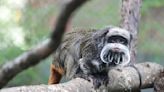 Man accused of swiping tamarin monkeys suspected in other incidents at Dallas Zoo