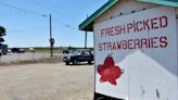 This humble fruit stand might have California's best strawberries