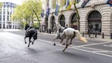 London horses: 'Too early to know' if Cavalry horses will return to duty