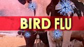 Health officials explain human-contracted bird flu, say to take precautions