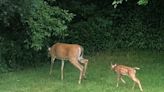 Chicago outdoors: Suburban doe and fawn plus signs of a big-coho year