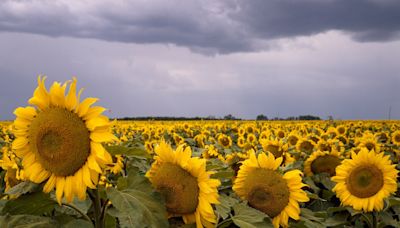 Sunflower farms to visit in the Kansas City area for 2024