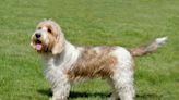 Petit Basset Griffon Vendéen: Dog Breed Characteristics & Care