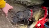 Tennessee rescuers descended a cave to find a dog. They came face to face with a bear instead