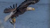 New Jersey moves to remove bald eagles, ospreys from state list of endangered species
