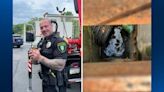 Ducklings rescued by O’Hara Township police officers