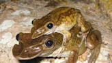 Love a good snout? Check out the duck-billed tree frog!