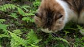 Why Does Your Cat Eat Grass, And When Should You Worry?