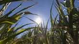 Bélgica conoce temperaturas récord y se prepara para más sequías en el futuro