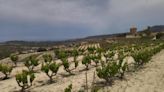 El moscatel de la Marina Alta y el de Málaga, hermanados: 'Compartimos una variedad de uva y un paisaje singulares'