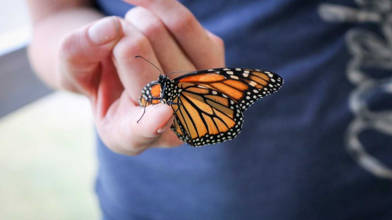 MSU Professors cite insecticides as primary driver of butterfly decline in study - The State News