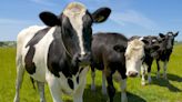 Mad cow disease is found on British farm for the first time in 3 years