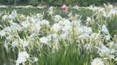 PBS crew works to capture Alabama’s Cahaba lilies on film, in moonlight with moths