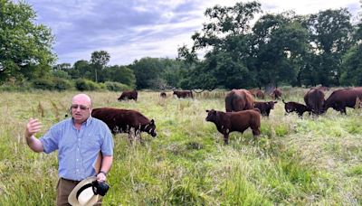 Native cattle provide local beef while managing meadows on the Blickling Estate