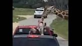 ‘My stomach dropped’: Video shows wild moment giraffe lifted toddler in the air