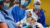 Critically Endangered Orangutan Baby Born via C-Section at Busch Gardens in Florida
