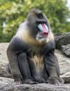 Mandrill