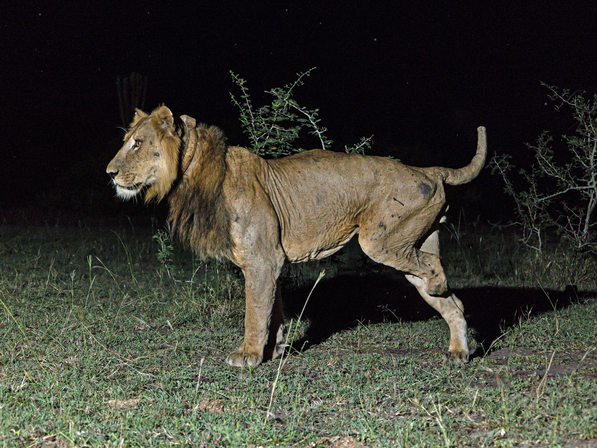 2 lions made a mile-long swim across a crocodile-infested channel in search of mates. It's a sign of how desperate the animals are getting.