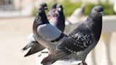 El descubrimiento genético que reveló datos desconocidos hasta ahora sobre la evolución de las aves