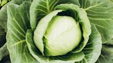 Cabbage Companion Plants: 20 Plants You Should Grow Nearby