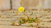 Remove gravel weeds quickly by making a 'super-effective' homemade weed killer