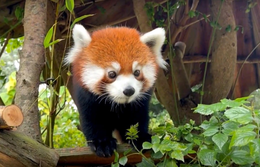 Red panda ‘Mebo’ arrives at San Francisco Zoo