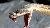 California Man Receives Live Rattlesnake in the Mail, Calls It 'Attempted Murder'