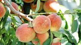 How to Prune a Peach Tree to Boost Your Harvests