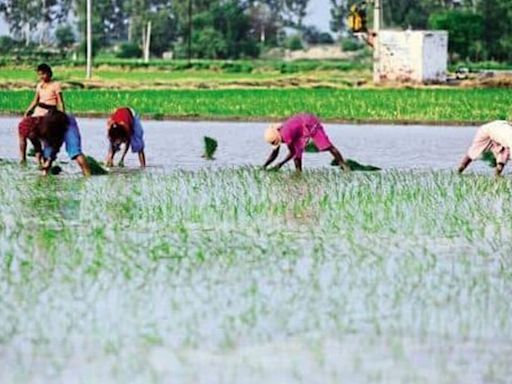 Kharif sowing as of 28 June rises 33% year-on-year to 24 million hectares | Mint