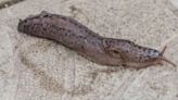 Gardeners banned from killing ‘good slug’ which actually boosts your garden