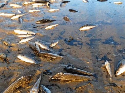 Tons of dead fish cover major river in Brazil after alleged dumping of industrial waste