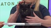 Whisker Wednesday: Meet Milo, a black cat up for adoption