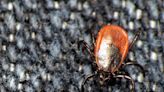 What to know about Powassan virus, a tick-borne disease that can cause fatal brain infection