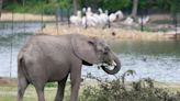 ‘A huge year’: Sedgwick County Zoo could welcome a U.S. record number of baby elephants