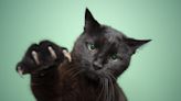 Inhumane Practice of Cat Declawing Is About to Be Illegal in Virginia