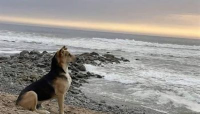 Conoce la historia real de Vaguito, el "Hachiko" peruano