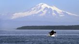 Washington issues emergency order to protect endangered Southern Resident killer whales