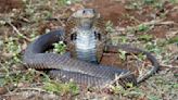 Common blood-thinning drug antidote for cobra bites | ITV News