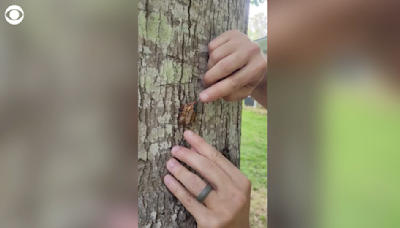 Videos show where cicadas have already emerged in the U.S.