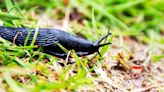 Gardeners stunned by £1.50 household item that banishes slugs overnight