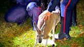 中英對照讀新聞》Escaped kangaroo captured after punching Canadian officer 逃跑的袋鼠在毆打加拿大警察後落網