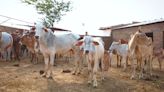 Cows no longer be called ‘strays’ in Rajasthan: Minister